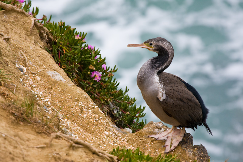 Spotted Shag On Cliff Face